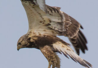 Ruigpootbuizerd op de Ageler Es