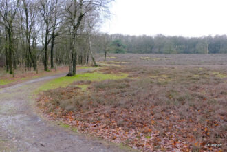 Staatsbosbeheer wel goed over uitbreiding heide nagedacht?