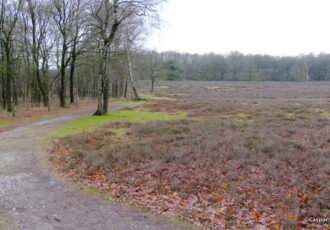 Staatsbosbeheer wel goed over uitbreiding heide nagedacht?