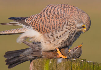 Lezing Robert Westerhof met unieke opnames over fascinerende vogels en boeiende natuur