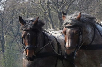 Onthaasten op prachtige landdag Hoeve Springendal