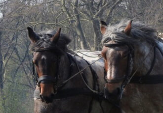 Onthaasten op prachtige landdag Hoeve Springendal