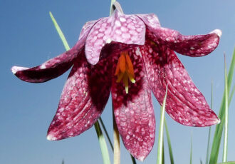 ‘Zwolse tulp’ maakt veel indruk tijdens excursie leden natuurgroep Heemkunde