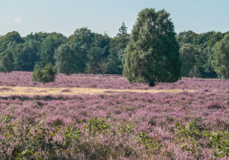 Terug in het verleden van het Springendal