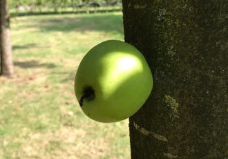 Siepelaardigheden: De appel valt niet ver van de stam……….