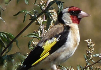 Harry Wolbers geeft een rondje……….door de natuur