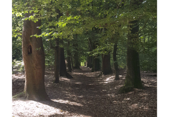 Wijzigingen wandelroutes Springendal: Van eikenlaan naar holle weg