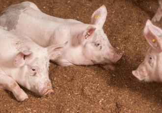 Meer biodiversiteit op het erf van de Wroetvarkenboer