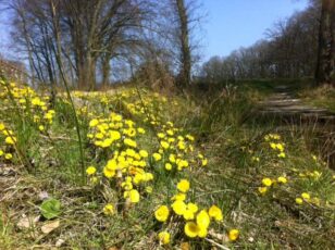 Spirituele natuurwandeling Springendal