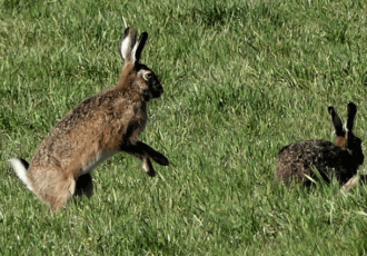 Een onwerkelijke Pasen voor Harry Wolbers: gelukkig is daar nog de natuur met (paas)haas