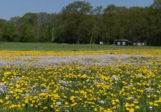 Samen voor versterking biodiversiteit met drachtbomen, bloemenweides en ander maaibeleid