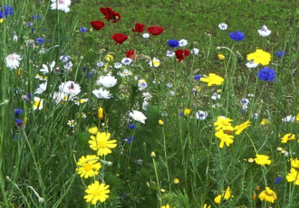 Bloemenpracht dankzij vrijwilligers natuurclub Heemkunde