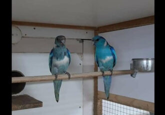 ontsnapt koppel blauwe Barnard parkieten