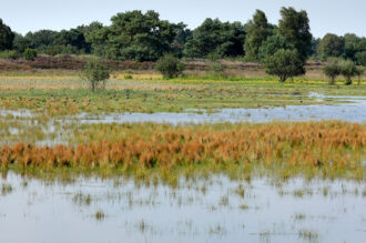 Drie besluiten rond Natura 2000-gebied Bergvennen en Brecklenkampse Veld ter inzage