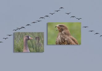 Unieke aantallen buizerds boven Ootmarsum en non-stop trek van kolganzen