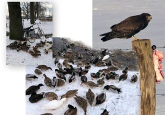 Hartverwarmende inzet voor de vogels