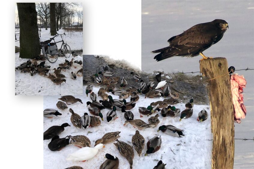 Hartverwarmende inzet voor de vogels