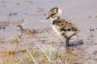 Goed jaar voor weidevogels Ottershagen