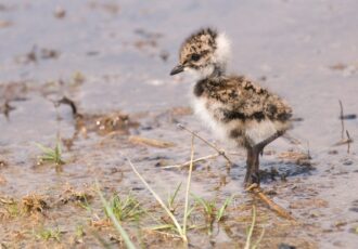 Goed jaar voor weidevogels Ottershagen