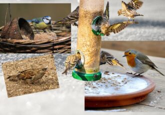 Voeren van vogels echt nodig met dit winterweer