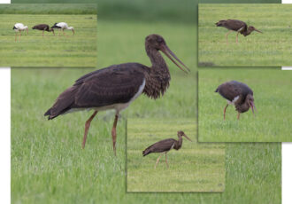 Zeldzame zwarte ooievaar gespot in Ootmarsum