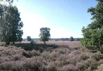 Struinen door de paarse hei op het Springendal