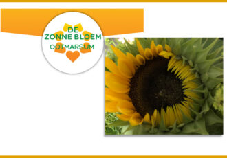 Online lotenverkoop Zonnebloem Ootmarsum