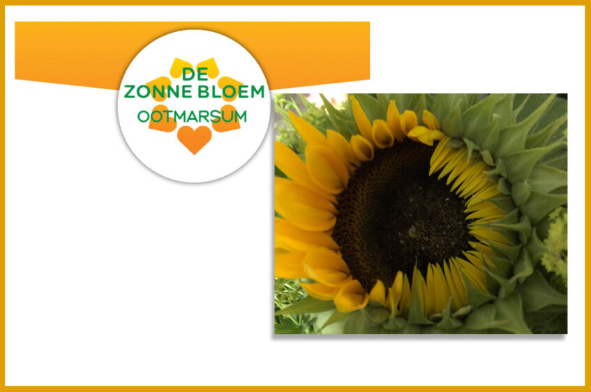 Online lotenverkoop Zonnebloem Ootmarsum