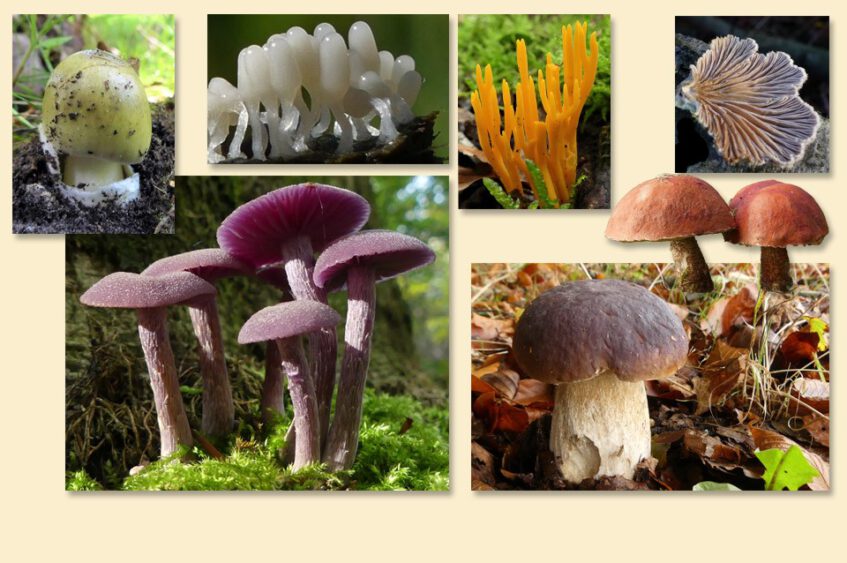 De wondere paddenstoelenwereld van Harry Wolbers