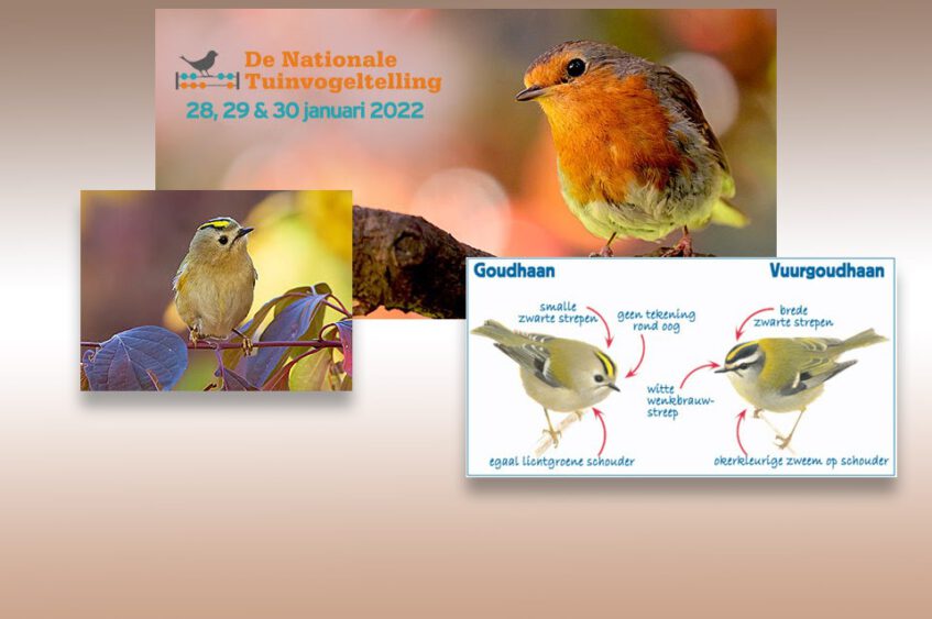 Tuinvogeltelling 2022: Lukt het om in Ootmarsum meer dan 100 deelnemers te krijgen??