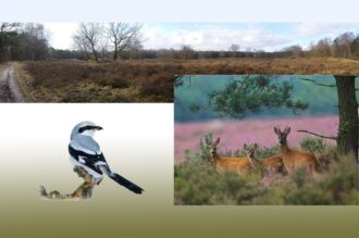 ‘Magische’ spirituele natuurwandeling Vasserheide