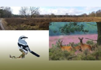 ‘Magische’ spirituele natuurwandeling Vasserheide