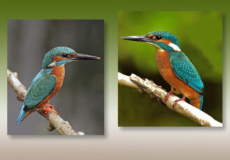 Derde Landelijke IJsvogeldag in Denekamp