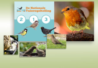 Huismus voelt zich thuis in Ootmarsum en in Nederland