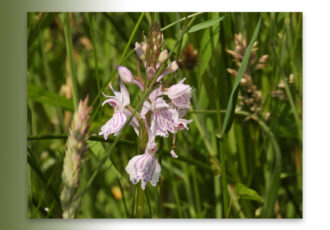 Orchideeën en wilde flora van het Springendal
