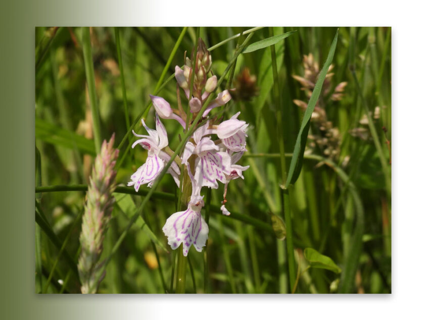 Orchideeën en wilde flora van het Springendal