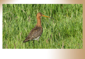 De natuurlijke schoonheid van Ottershagen