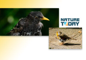 Kaal en stil: vogels in de rui
