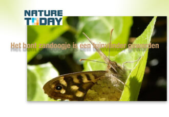 Nature Today Het bont zandoogje is een tuinvlinder geworden