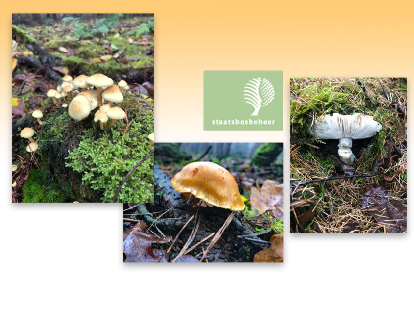 Ontdek de paddenstoelen van het Springendal