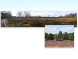 De helende kracht van de natuur