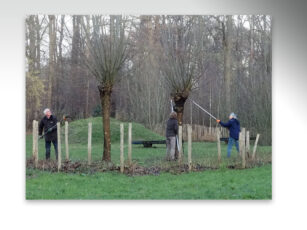 Wilgen knotten door vrijwilligers op de ‘Oosterikserf’