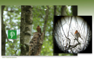 Excursie Springendal ‘Voor vroege vogels’