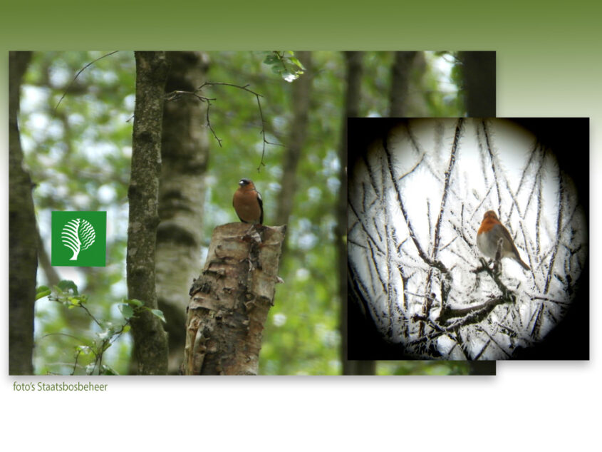 Excursie Springendal ‘Voor vroege vogels’