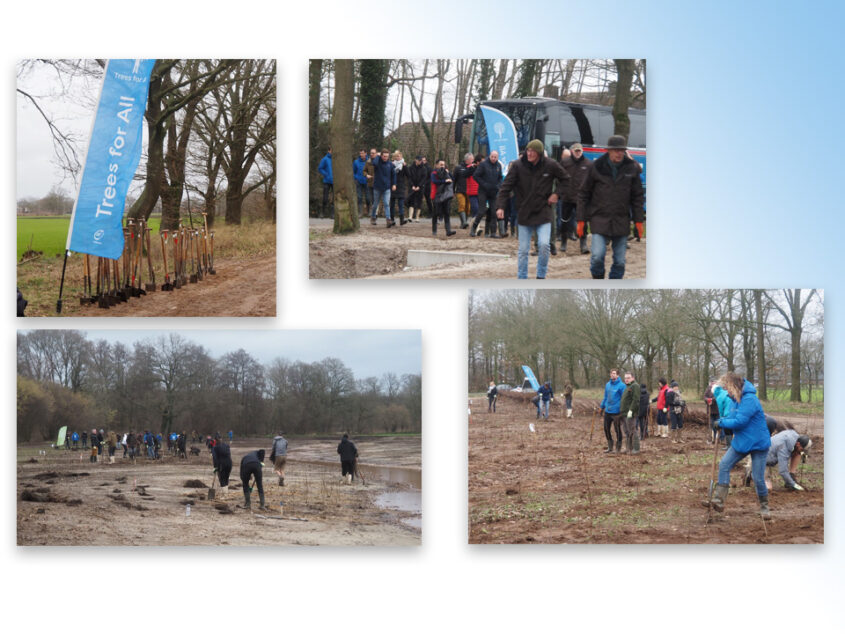 Nieuw bos in de Reutumer Weuste