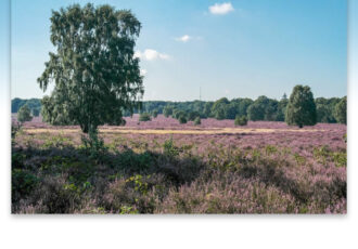 Excursie op het Springendal ‘Langs het paarsrode kleed’