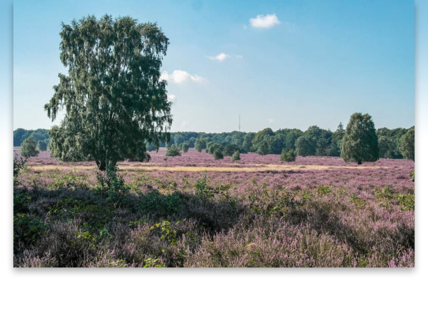 Excursie op het Springendal ‘Langs het paarsrode kleed’