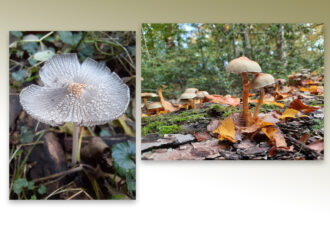 Leer paddenstoelen (her)kennen