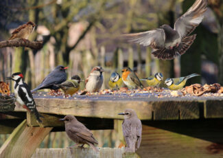 Geef de Vogelwerkgroep Ootmarsum een passend cadeau