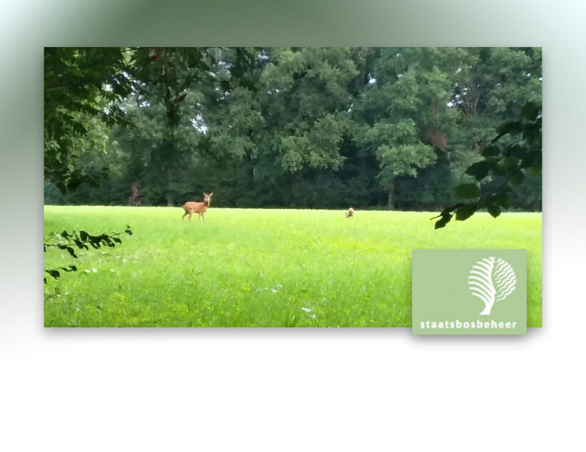 Een ‘polonaise’ in de rust van het Springendal